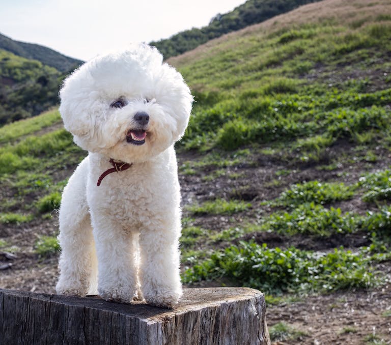 A fluffy Bichon Frise dog standing on a tree stump in a rural landscape.