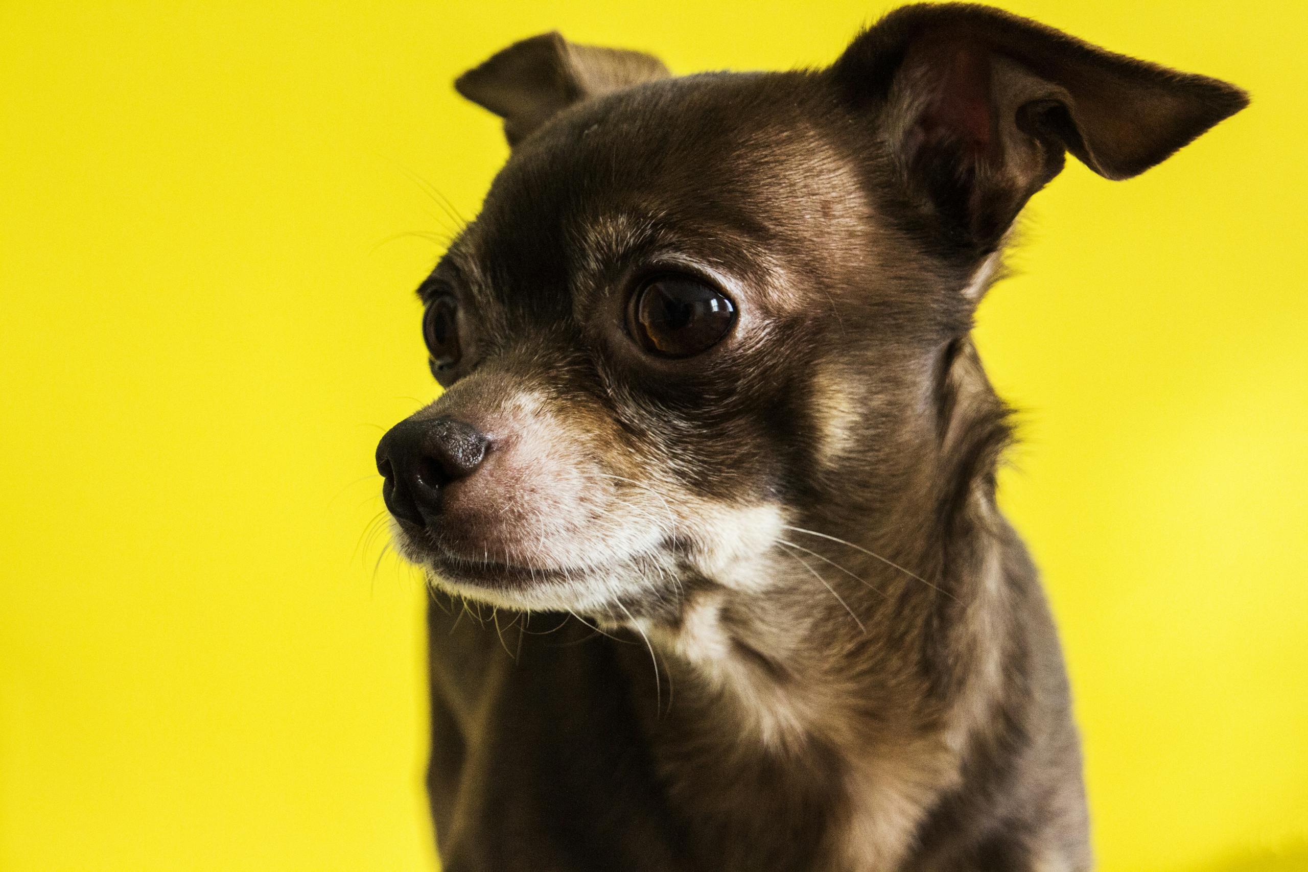 Adorable chihuahua puppy with expressive eyes against a vibrant yellow background, capturing a lively and playful moment.