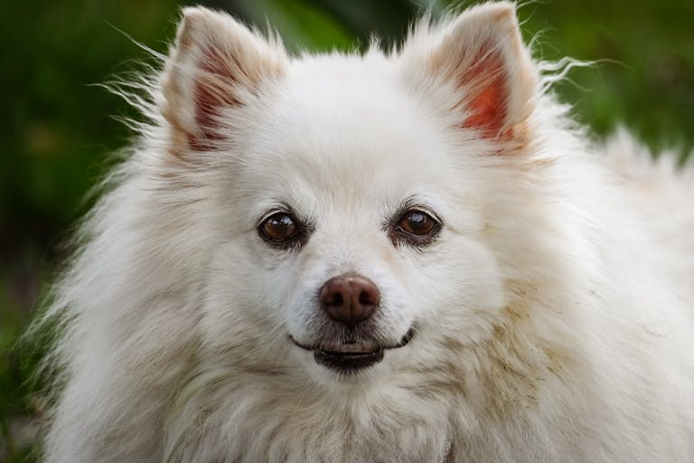 Adorable close-up of a fluffy white dog with pointed ears in a natural setting.