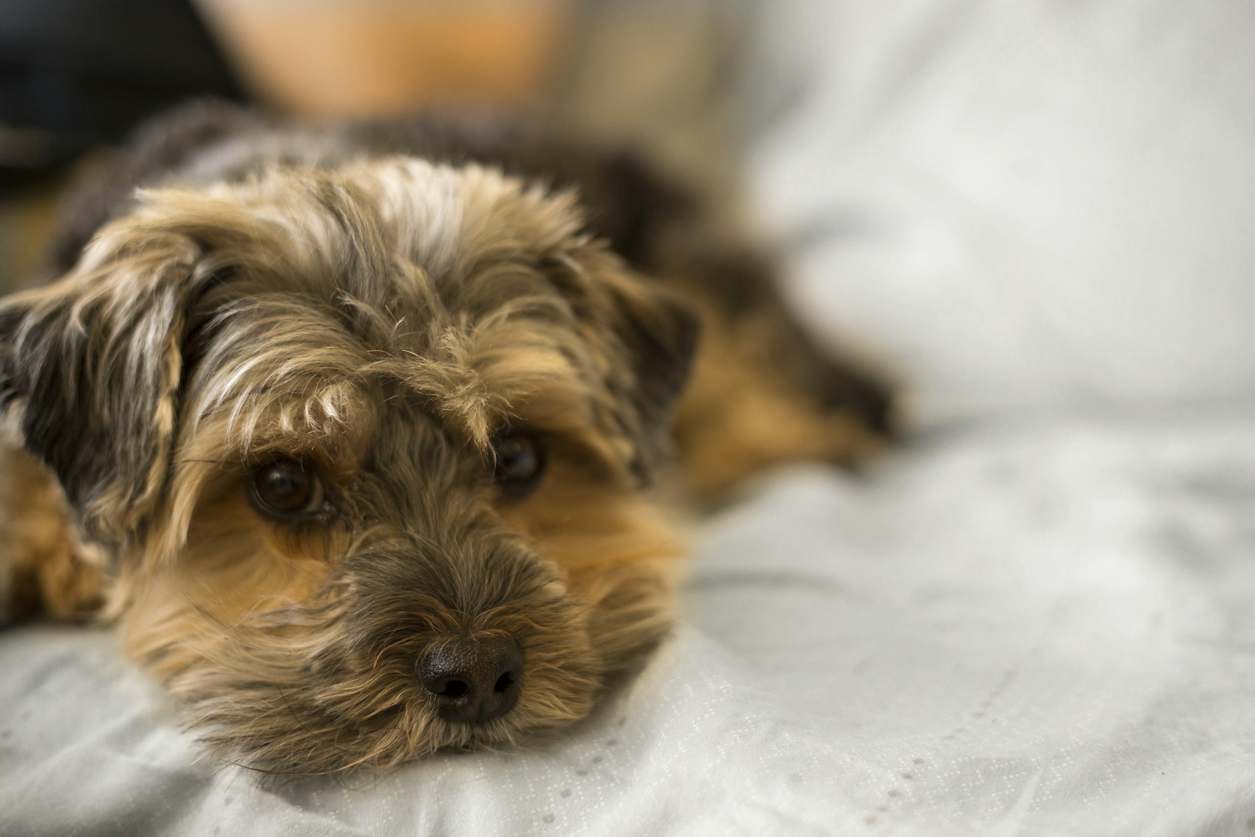 Adorable terrier dog lying on a cozy bed indoors, looking relaxed and content.