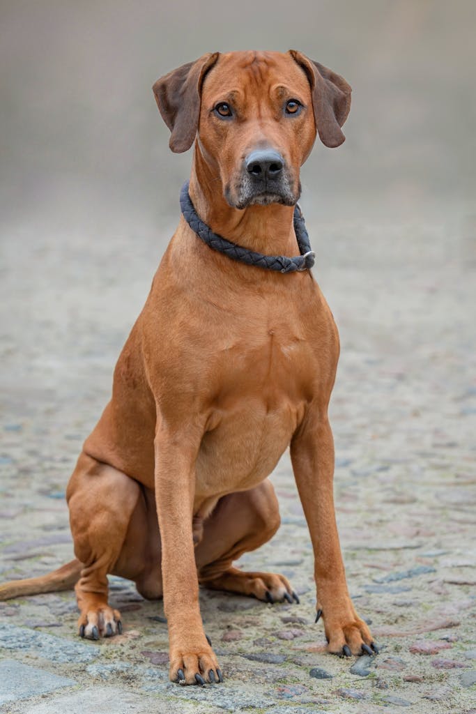 Calm and alert Rhodesian Ridgeback dog sitting on a stone pavement.