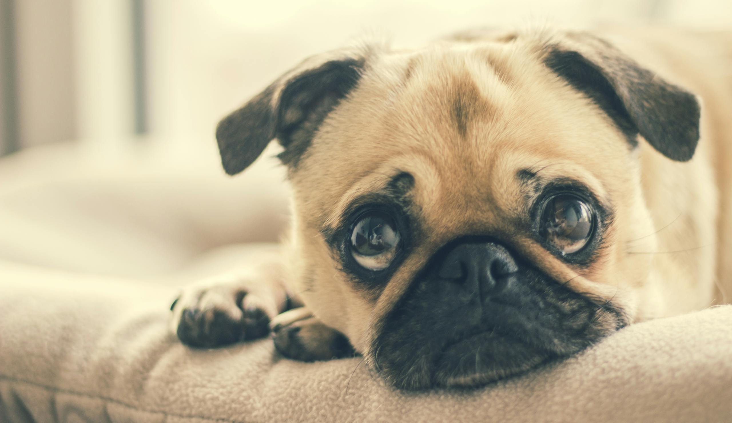 Close-up of a cute pug puppy lying indoors, showing expressive eyes.