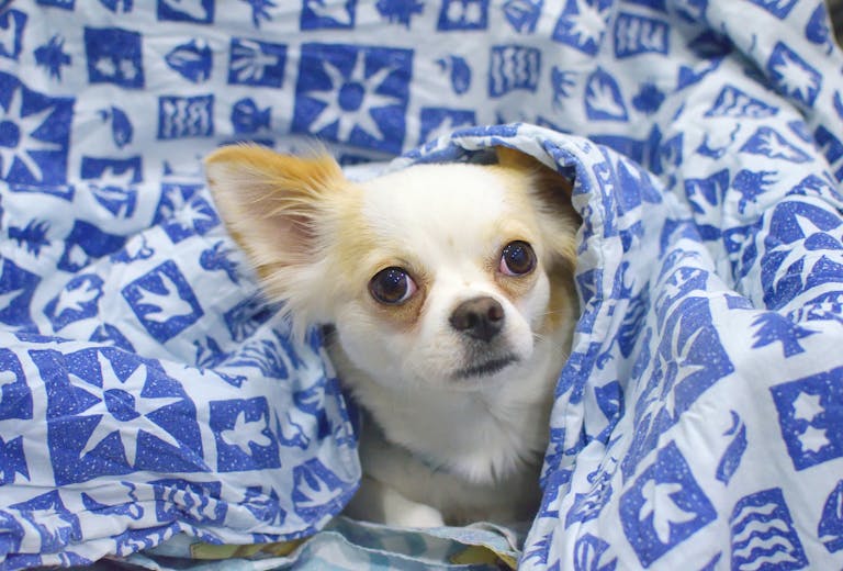 Cute Chihuahua dog wrapped in a cozy blue patterned blanket, indoors.