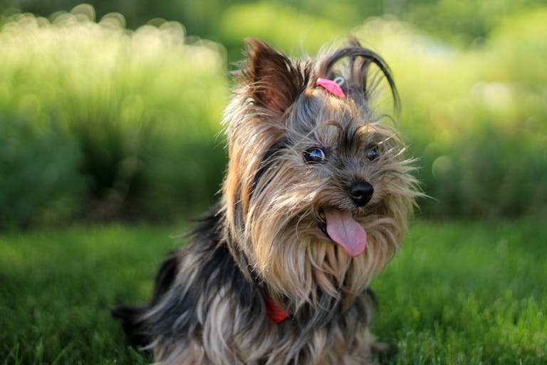 Cute Yorkshire Terrier puppy with tongue out, enjoying a sunny day in the garden.