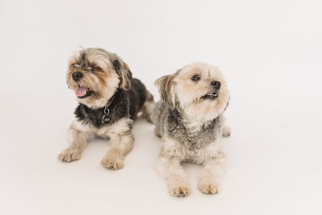 Two cute yorkshire terriers lying down with friendly expressions on a white background.