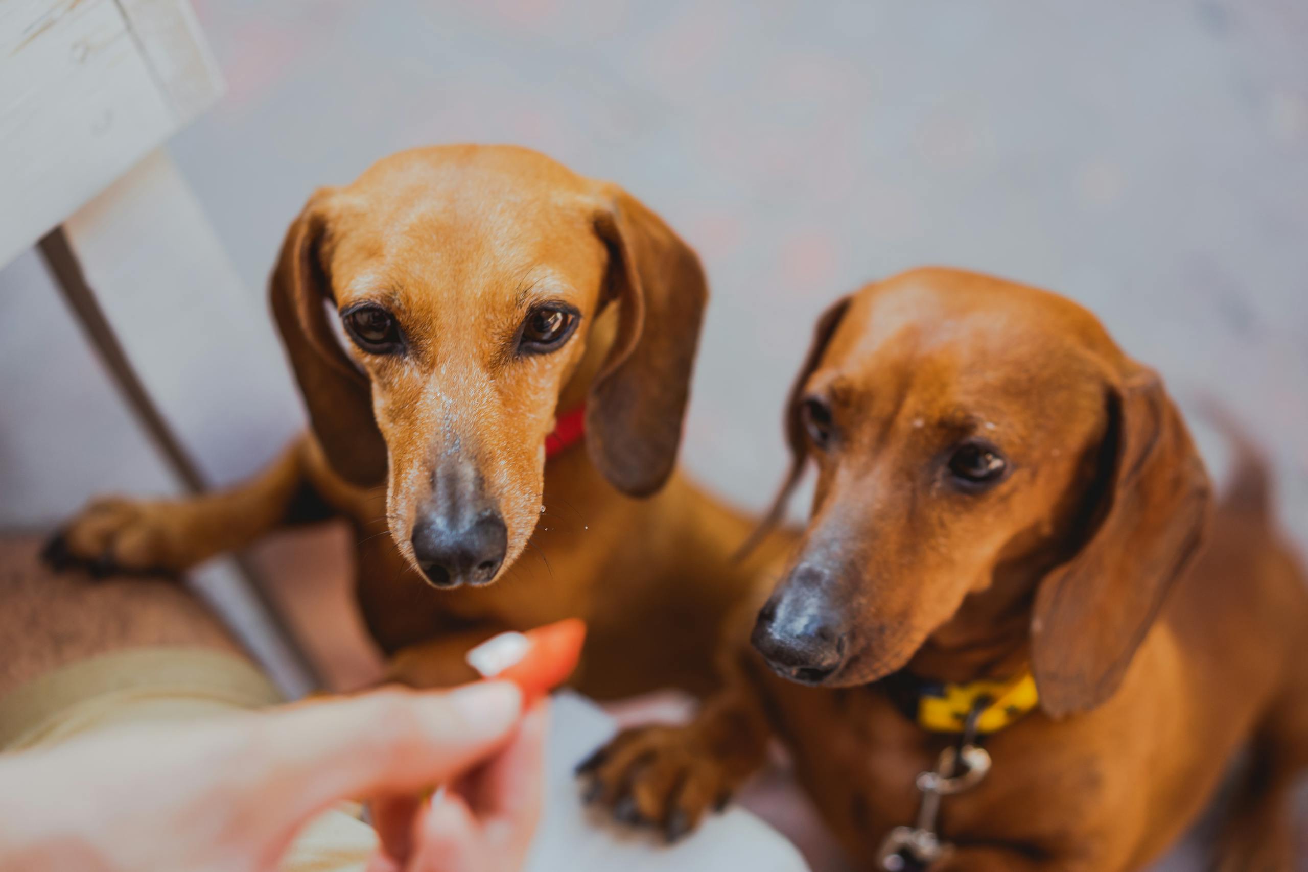 Two dachshunds with collars eagerly waiting for a handholding treat, showcasing their adorable expressions.