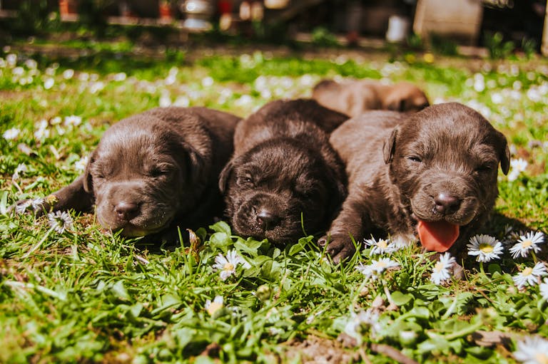 Three cute Labrador Retriever puppies resting on a sunny grassy field with daisies.